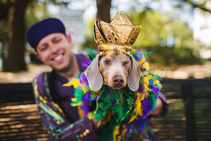 A Costumed Dog Welcomes You to Pet-Friendly New Orleans
